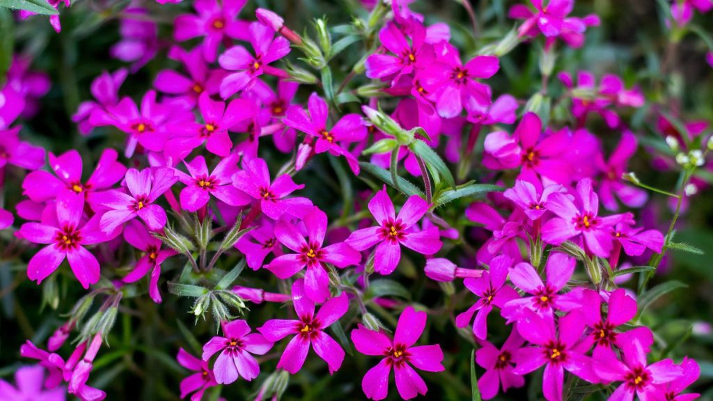 Tired of Pulling Weeds? 15 Ground Covers That Help Suppress Weeds 5 creeping phlox 2