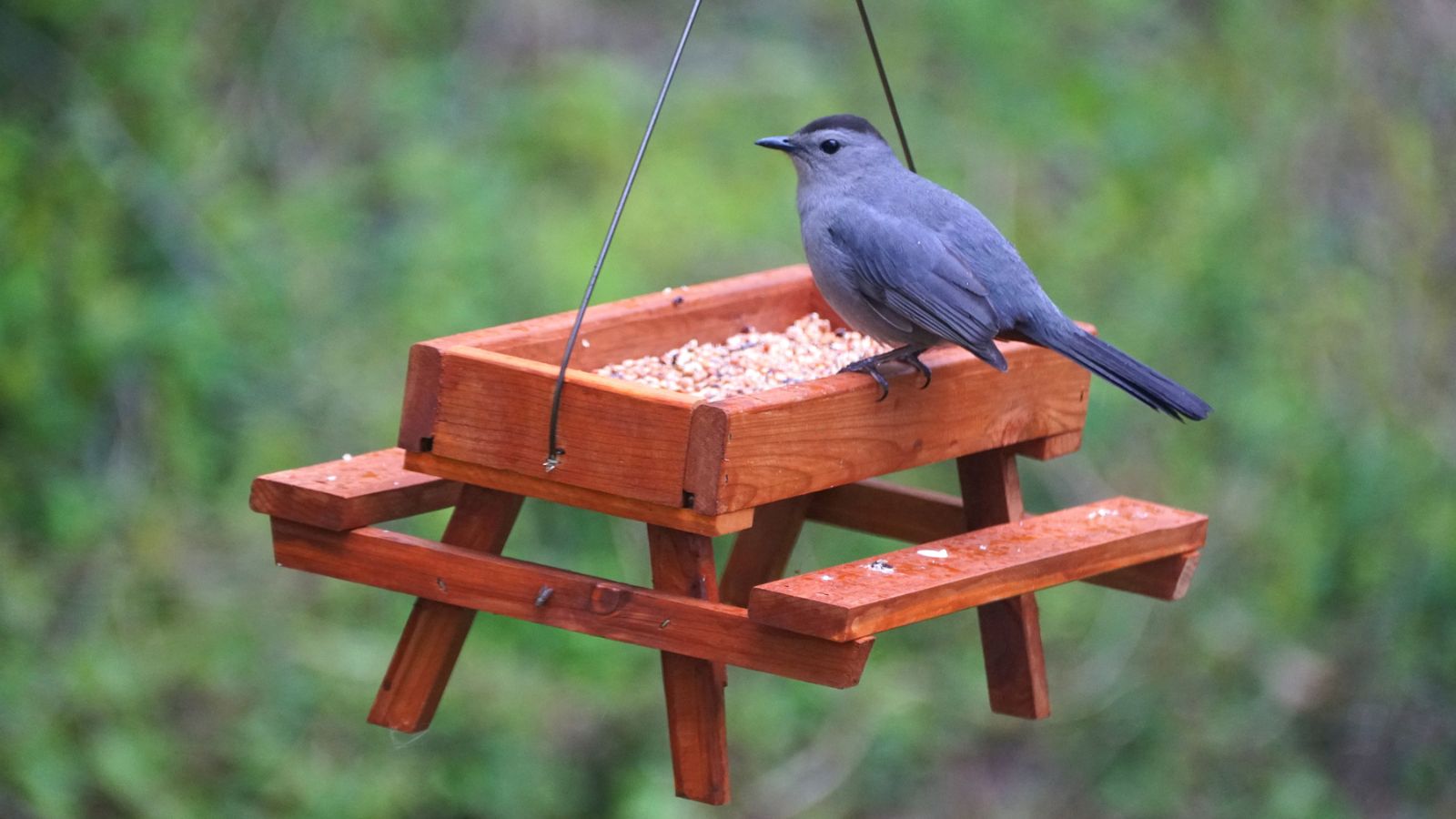 diy red bird feeder on a wooden picnic table