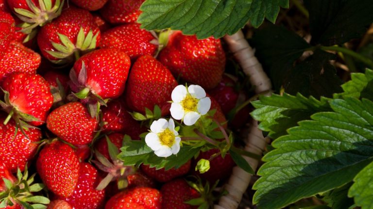 fresh strawberries in a basket
