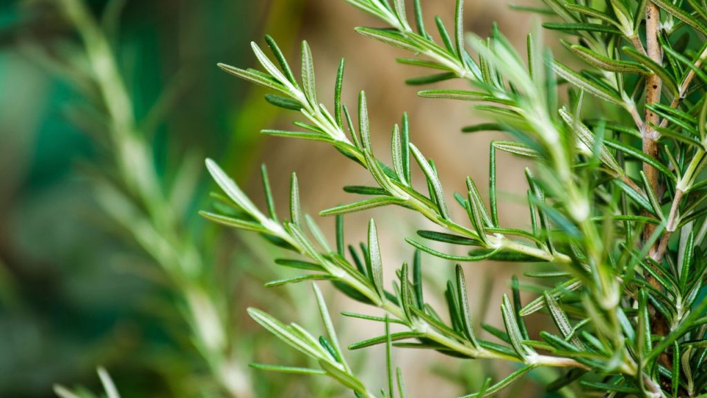 The Worst Plants to Grow Near Marigolds (That No One Talks About) 16 growing fresh rosemary