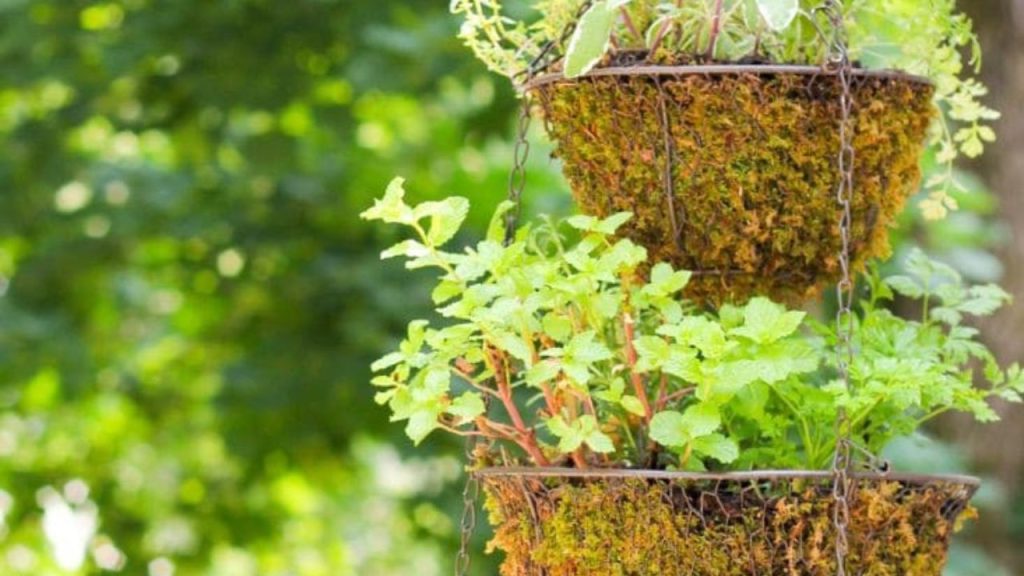 25 Creative Ways to Turn Old Junk into Beautiful Planters for Your Garden 6 hanging herb garden