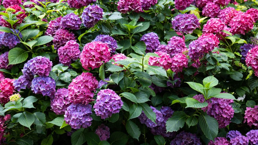 The Low-Maintenance Flowers I Grow When I Can’t Keep Up With the Garden 5 hydrangea bush