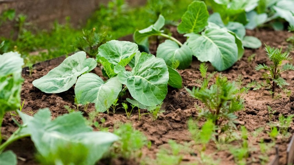 The Best Companion Plants to Support Your Slow-Growing Eggplants 8 lettuce growing