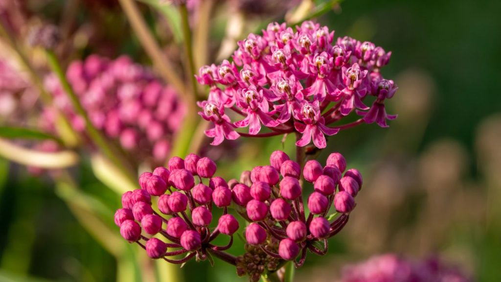 19 Gorgeous Wildflowers That Will Fill Out Your Garden 19 milkweed
