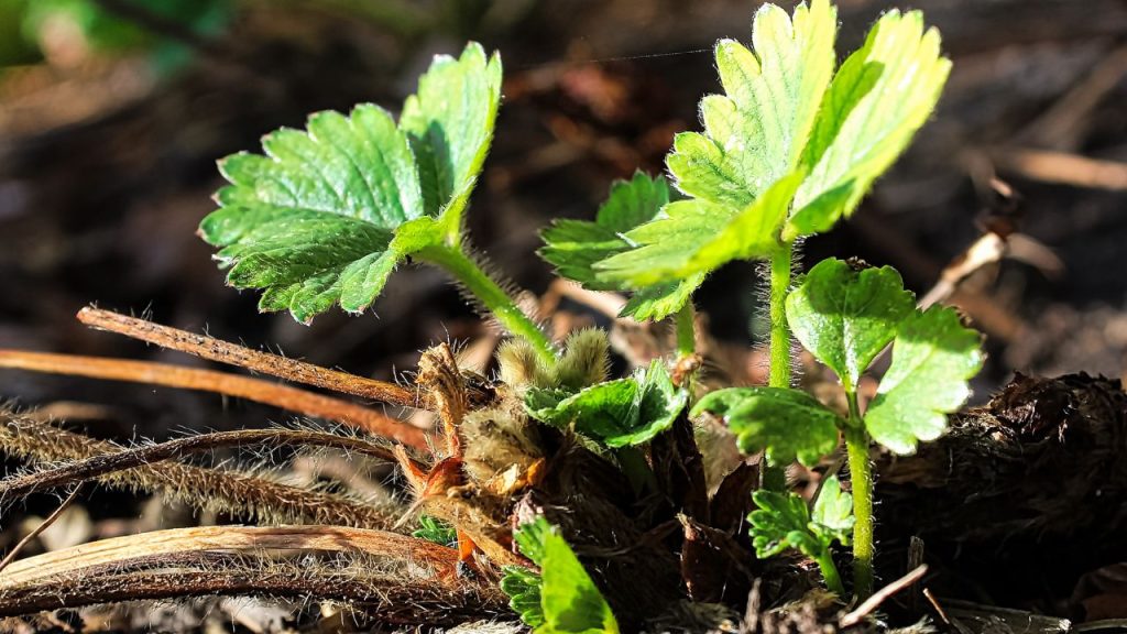 How to Grow Sweet, Juicy Strawberries 8 new growing young strawberry plant