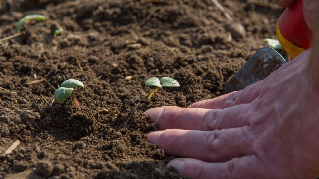 How to Grow Sweet, Juicy Strawberries 4 planting seeds in garden