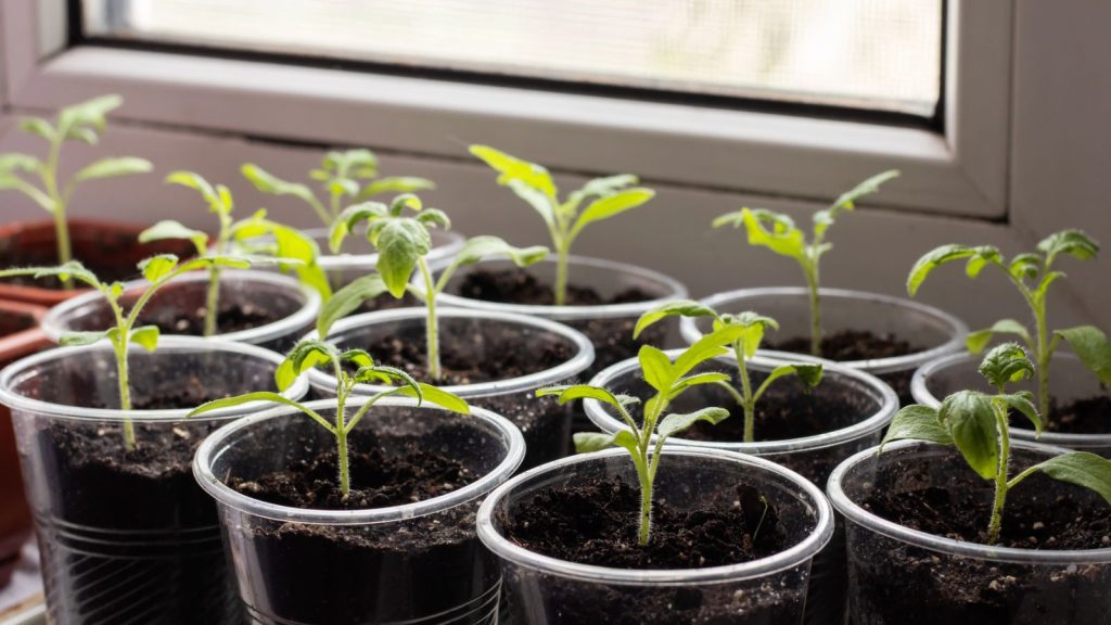 10 Unusual Things Around Your House You Can Use for Seed Starting 8 plastic cup seed starting