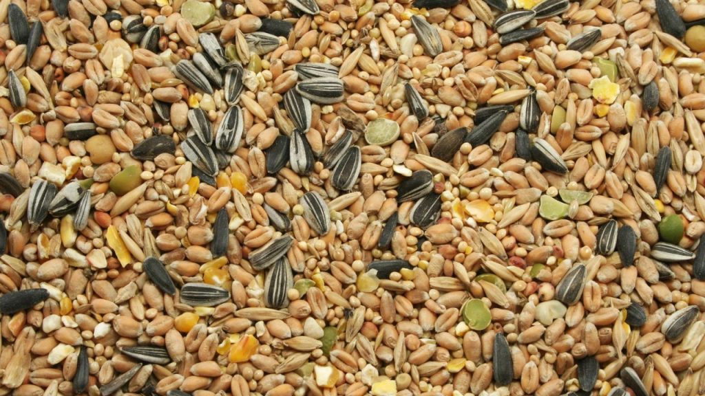 10 Best Foods to Attract More Birds to Your Feeder 2 Mixed birdseed blends