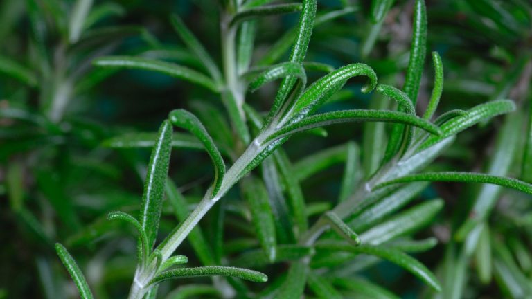 Rosemary Essential Oil: Benefits and Uses