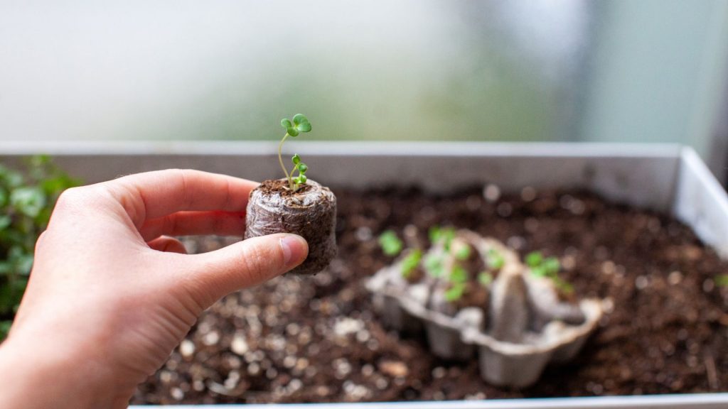 seed starting in egg carton