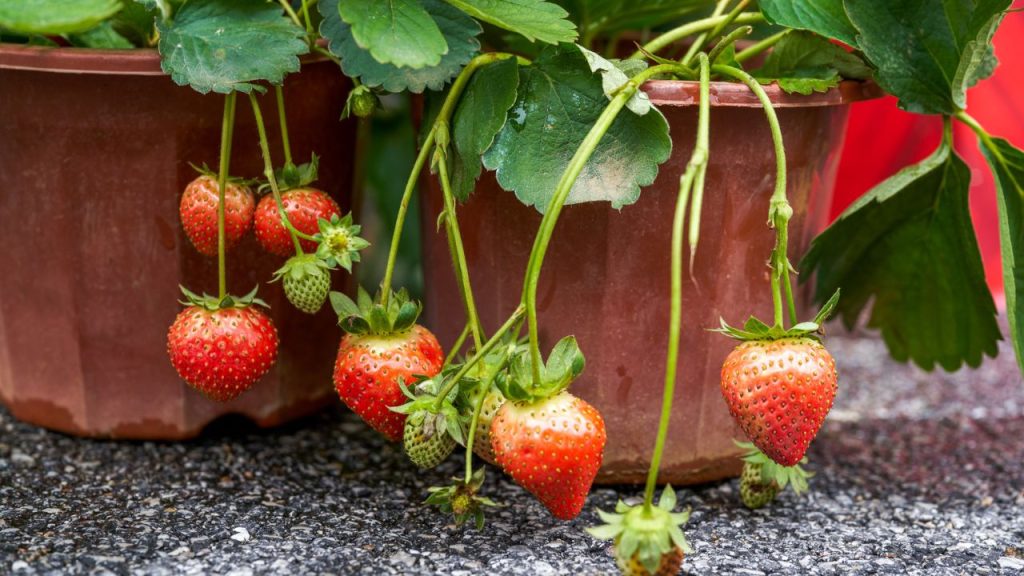 These Plants Should Never Grow Near Your Raspberries 6 strawberries in container pots