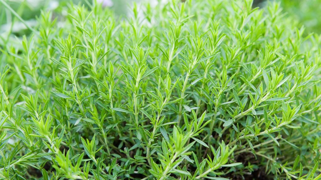 12 Herbs That Grow Best In The Shade 10 tarragon herb