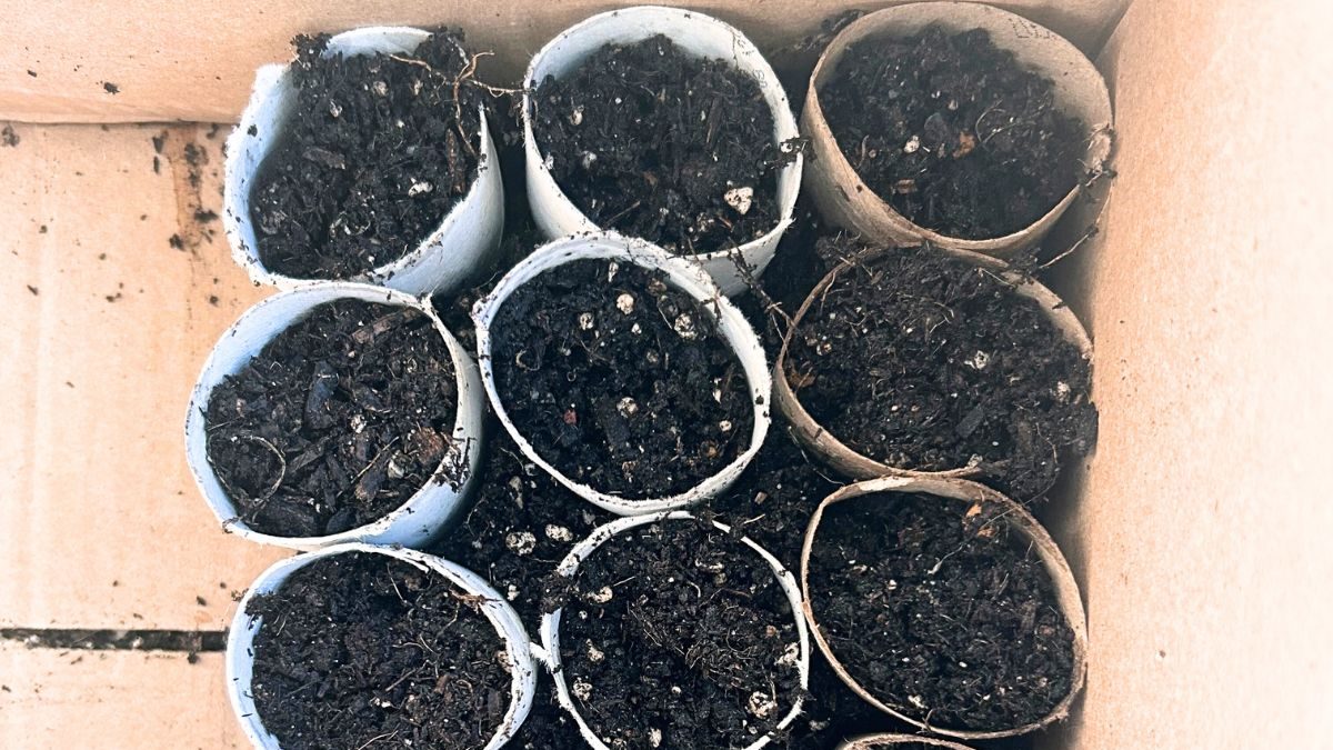 toilet paper seed starters edited