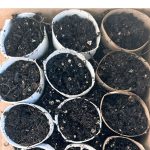 using toilet paper rolls as seed starters