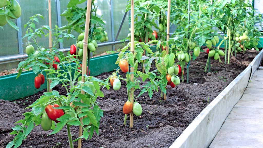 I’ve Grown Tomatoes for Years —These Are the Tips That Actually Work 5 vertical tomato garden