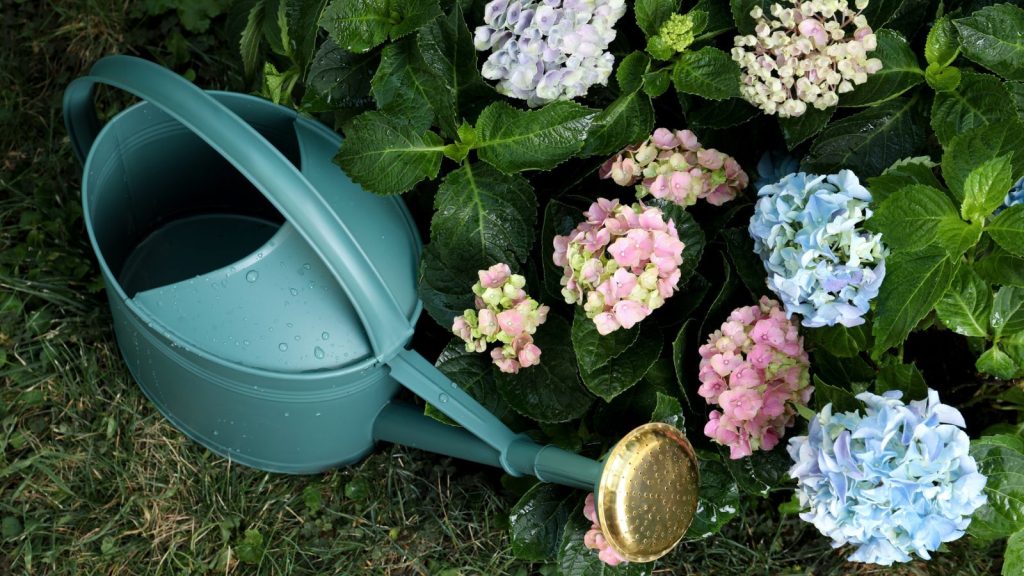 watering can with hydrangeas