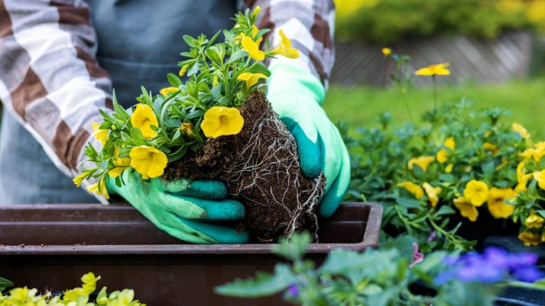 23 Container Gardening Mistakes That Can Harm Your Plants