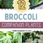 12 Broccoli Companion Plants