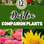 12 Dahlia Companion Plants