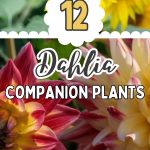12 Dahlia Companion Plants