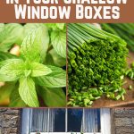 12 Herbs to Grow in Your Shallow Window Boxes Pin
