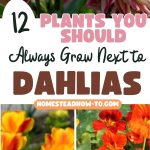 12 Plants You Should Always Grow Next to Dahlias