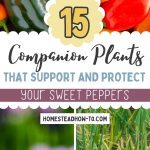 15 Companion Plants That Support and Protect Your Sweet Peppers Pin