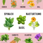 15 Companion Plants That Support and Protect Your Sweet Peppers