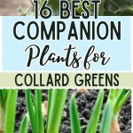 16 Best Companion Plants for Collard Greens