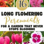16 Long Flowering Perennials for a Garden That Never Stops Blooming