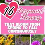 16 Perennial Flowers That Bloom From Spring To Fall Continuously