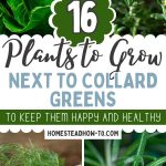 16 Plants to Grow Next To Collard Greens to Keep Them Happy and Healthy