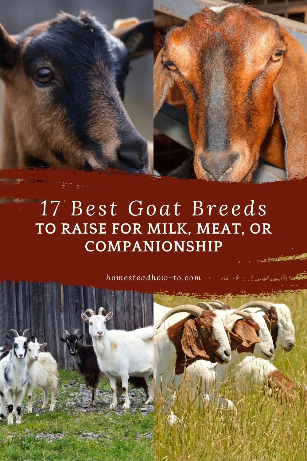 17 Best Goat Breeds To Raise For Milk, Meat, Or Companionship