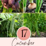 17 Cucumber Companion Plants