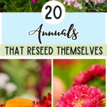 20 Annuals That Reseed Themselves