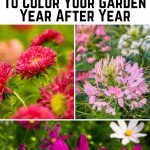 20 Annuals That Reseed Themselves to Color Your Garden Year After Year