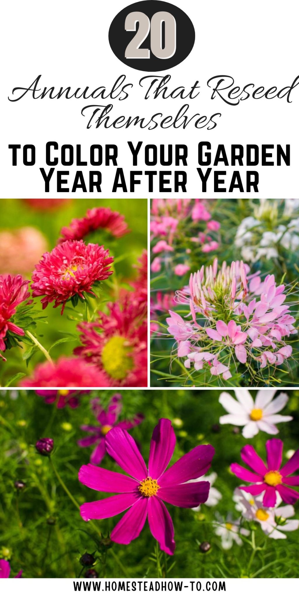 20 Annuals That Reseed Themselves To Color Your Garden Year After Year