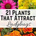 21 Plants That Attract Ladybugs