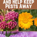 21 Plants That Draw Ladybugs to Your Garden—and Help Keep Pests Away