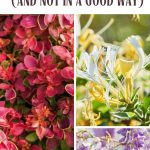 22 Perennials That Will Take Over Your Garden (And Not in a Good Way)