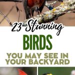 23 Stunning Birds You May See in Your Backyard