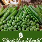 8 Plants You Should Never Grow Too Close To Your Peas