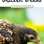 A Beginner's Guide to Bantam Chicken Breeds