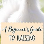 A Beginner's Guide to Raising Silkie Chickens