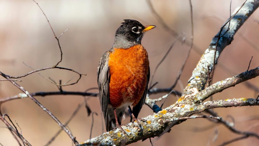 15 Red Birds That Will Captivate Your Garden