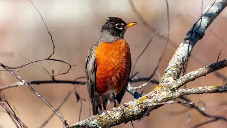 23 Stunning Birds You May See in Your Backyard