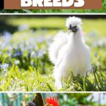 Bantam Chicken Breeds