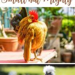 Bantam Chickens Small But Mighty