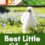 Best Little Chickens for Your Backyard Flock