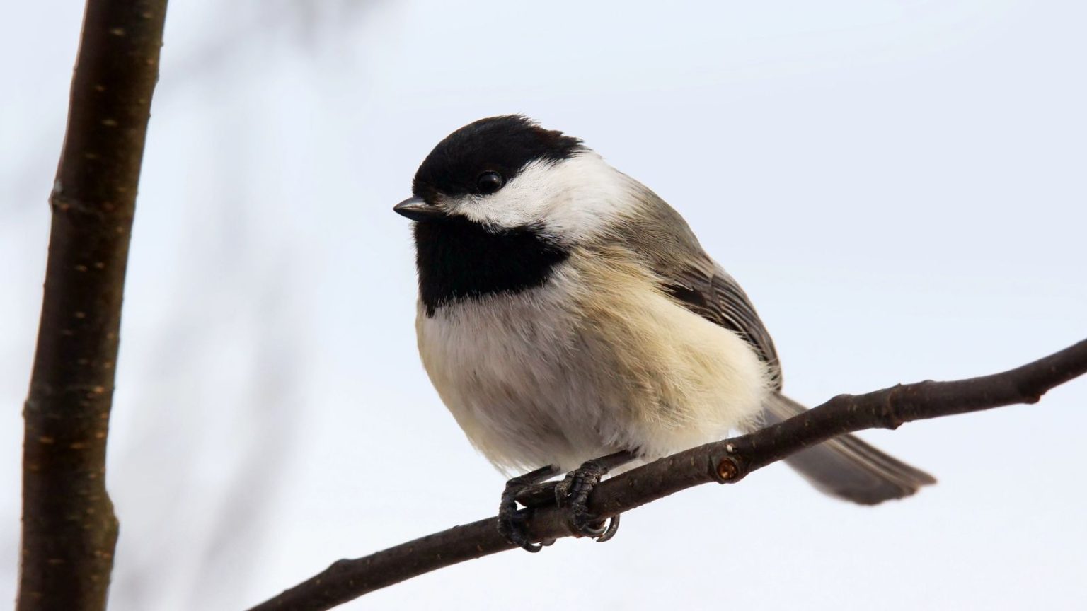 23 Stunning Birds You May See In Your Backyard